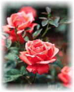 Learning rose gardening in our Easy Rose Gardening Ebook.