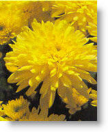 additional greenhouse productions of perennial plants