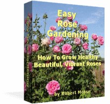 Easy Rose Gardening... How to grow healthy, beautiful, vibrant roses