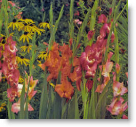 gladiola bulbs make wonderful cut flowers