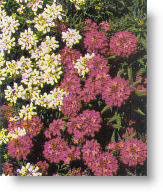 greenhouse production of perennial plants