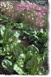 Discover the benefits of organic gardening